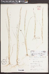 Aristida purpurascens image