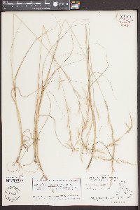 Aristida purpurascens image