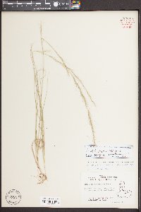 Aristida purpurascens image