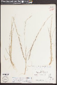 Aristida purpurascens image