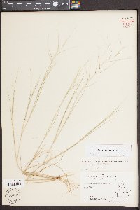 Aristida oligantha image