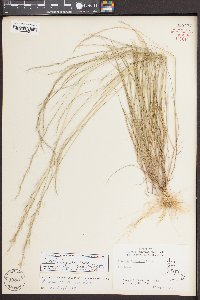 Aristida longespica image