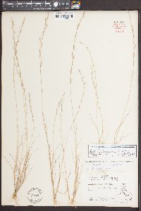 Aristida longespica image