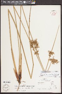 Juncus effusus var. solutus image