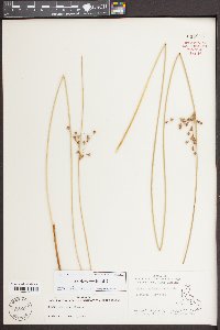 Juncus coriaceus image