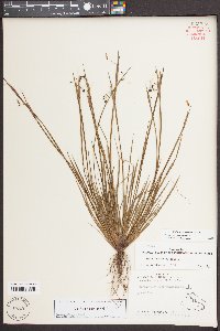 Sisyrinchium mucronatum image