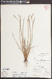 Sisyrinchium atlanticum image