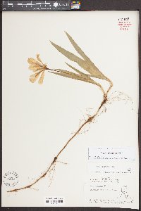 Iris cristata image