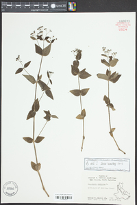 Houstonia purpurea image