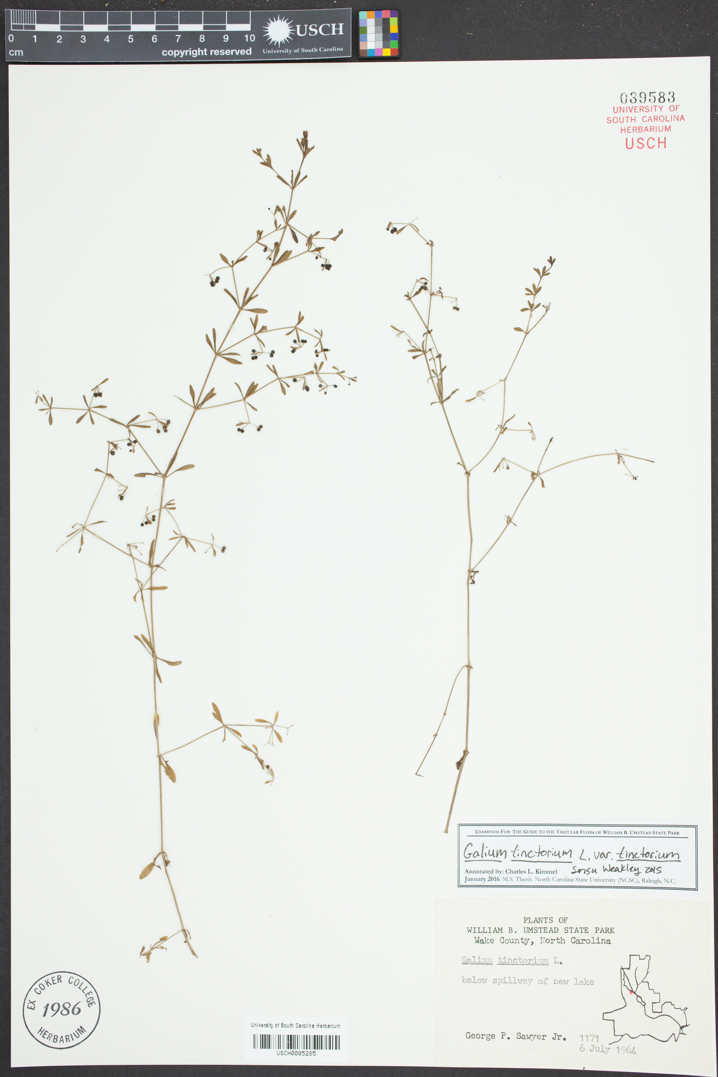 Galium tinctorium var. tinctorium image
