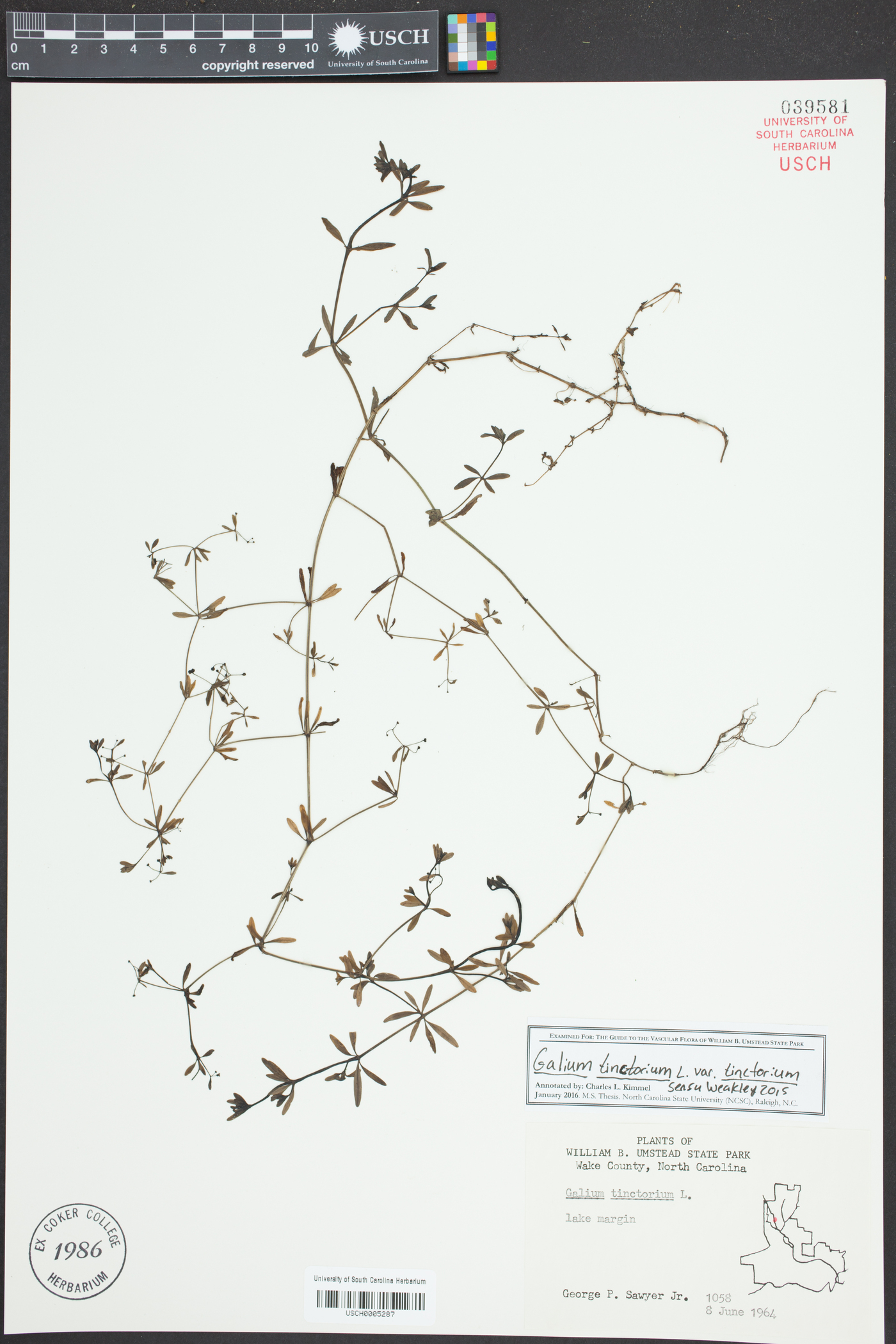 Galium tinctorium var. tinctorium image