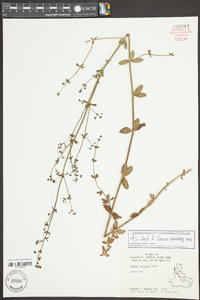 Galium pilosum image