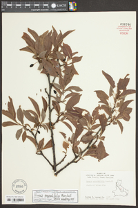 Prunus angustifolia image