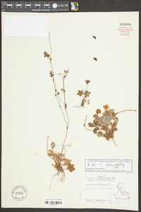 Potentilla canadensis image