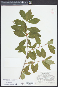 Ilex laevigata image