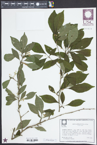 Ilex laevigata image