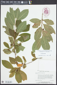 Ilex laevigata image