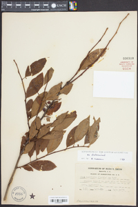 Ilex laevigata image