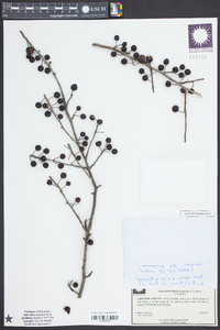 Ilex longipes image