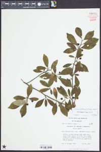 Ilex longipes image