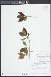 Ilex decidua var. longipes image