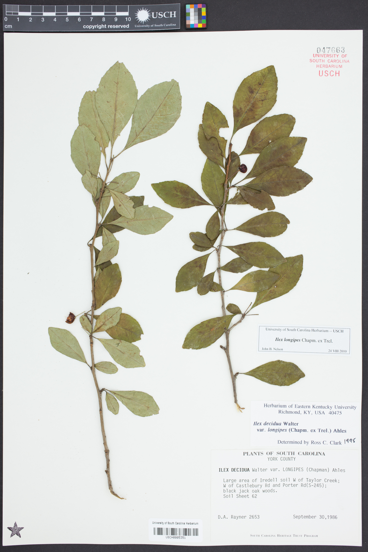 Ilex decidua var. longipes image