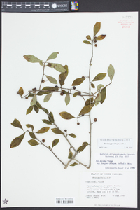 Ilex decidua var. longipes image