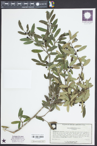 Ilex myrtifolia image