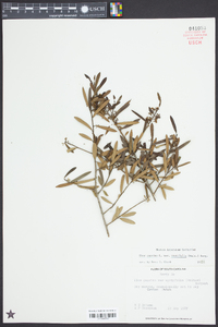 Ilex myrtifolia image