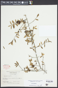 Ilex myrtifolia image