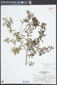 Ilex myrtifolia image