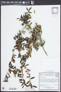 Ilex myrtifolia image