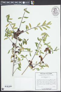 Ilex myrtifolia image