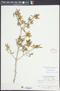 Ilex myrtifolia image