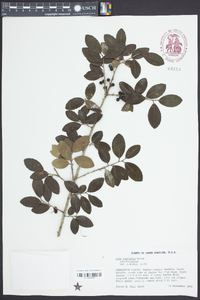 Ilex vomitoria image