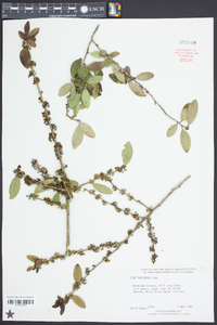 Ilex vomitoria image