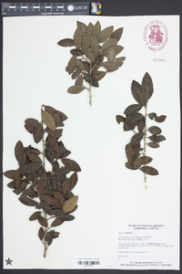 Ilex vomitoria image