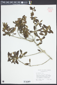 Ilex vomitoria image