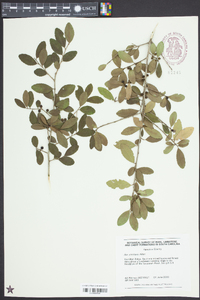 Ilex vomitoria image