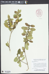 Ilex vomitoria image