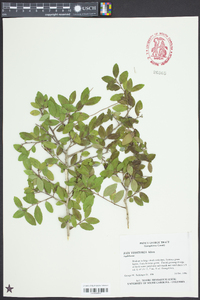 Ilex vomitoria image