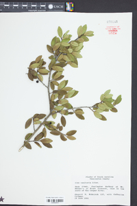 Ilex vomitoria image