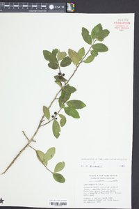 Ilex vomitoria image