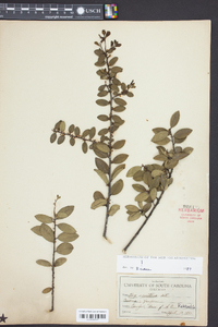 Ilex vomitoria image