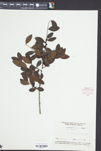 Ilex vomitoria image