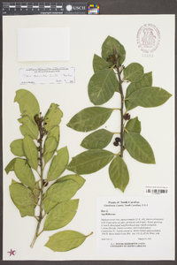 Ilex cornuta image