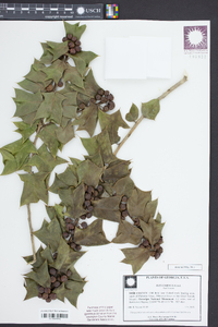 Ilex cornuta image