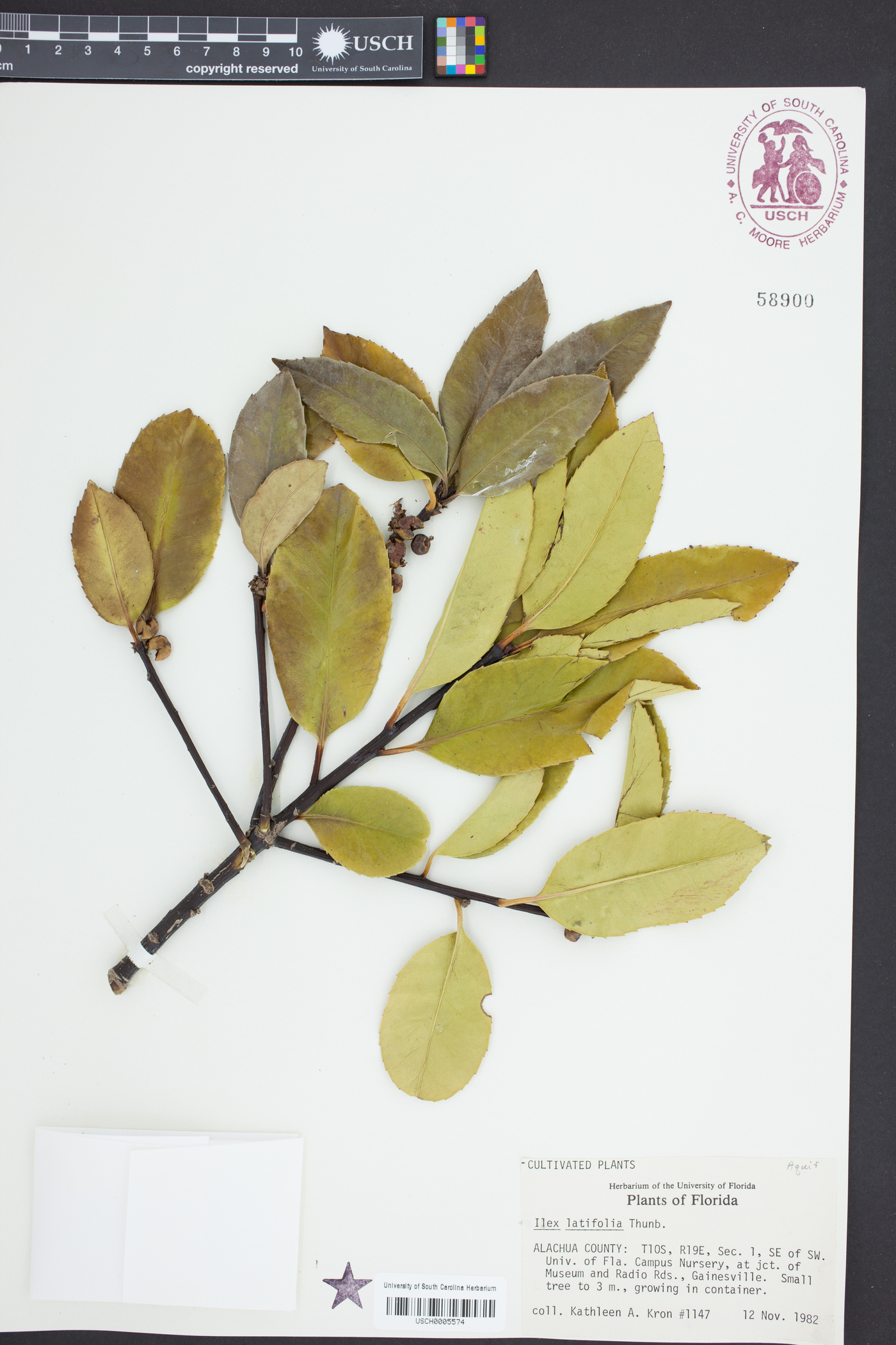Ilex latifolia image