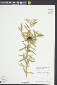 Ilex myrtifolia image