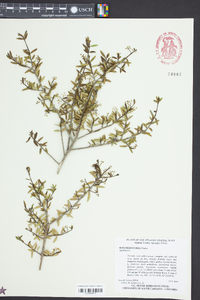 Ilex myrtifolia image